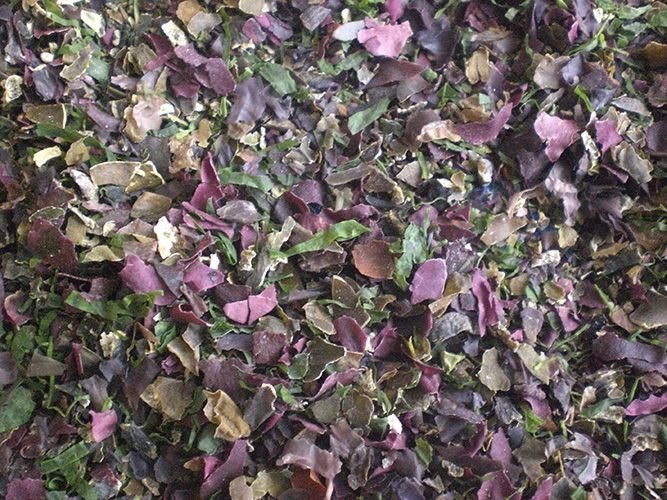 Bio Algenmischung Fein 100g 02