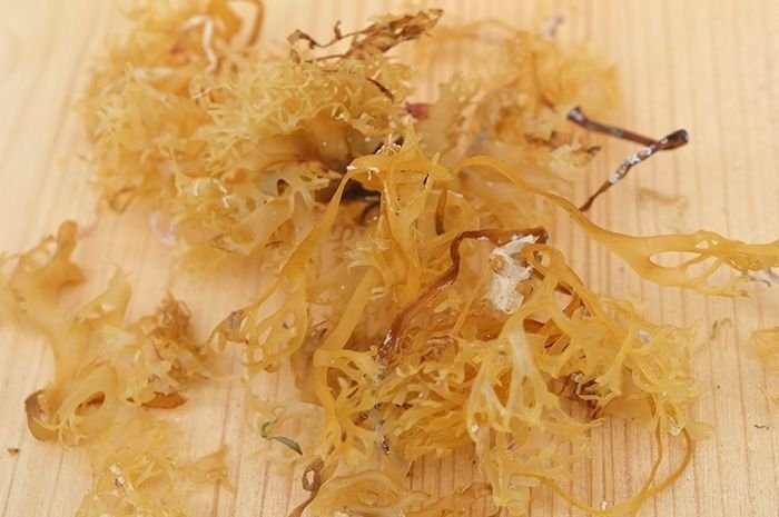 Bio Irish Moss Carrageen Alge Hell 100g