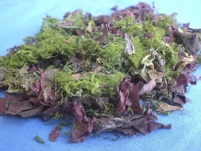 Bio Meeresgemuese 100g 02